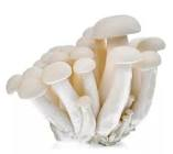 Shimeji blanc/rose 150gr 
