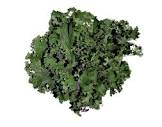 Choux kale  Provence botte 