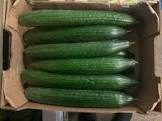 Concombre relisson x12 Espagne/Maroc 
