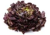 Salade feuille de chêne rouge Provence hve 