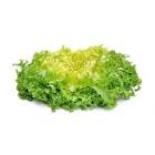 Salade frisée France 