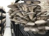 Pleurote 2kg Italie 